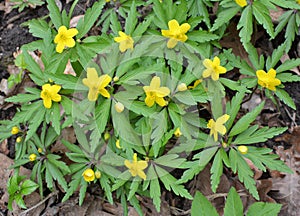 Spring in the forest blooms anemone yellow Anemone ranunculoides