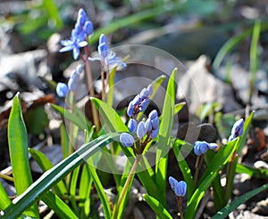 In the spring in the forest blooms snowdrop bifoliate Scilla bifolia