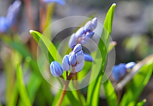 In the spring in the forest blooms snowdrop bifoliate Scilla bifolia