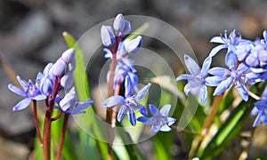In the spring in the forest blooms snowdrop bifoliate Scilla bifolia
