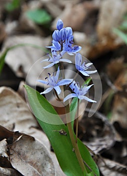 In the spring in the forest blooms snowdrop two-leafed Scilla bifolia