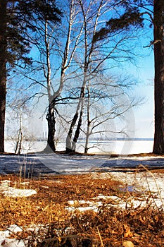 Spring forest and blue sky