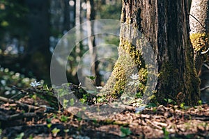 Spring forest at bright sunny day, closeup.