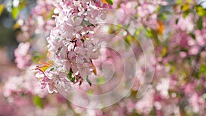 Spring forest cherry pink flowers branch blooming plant