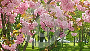 Spring forest cherry pink flowers branch blooming plant