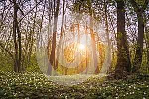 Spring forest covered with flowers