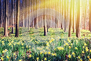 Spring forest covered by yellow daffodils