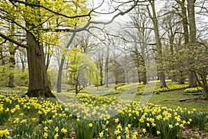 Spring forest covered by yellow daffodils. Scenery landscape photo