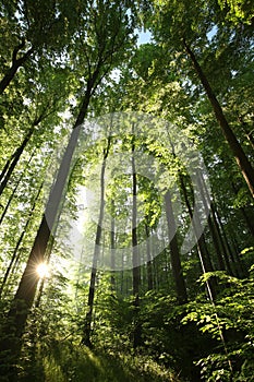 spring forest at dawn in the sunshine springtime deciduous on a sunny morning oak trees covered with fresh green leaves lit by