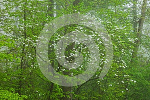 Spring Forest with Dogwood in Bloom