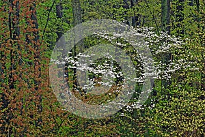 Spring Forest with Dogwoods in Bloom