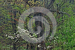 Spring Forest with Dogwoods in Bloom