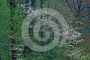 Spring Forest with Dogwoods in Bloom