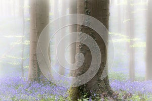 Spring forest with early violet blue bells in the foggy mist