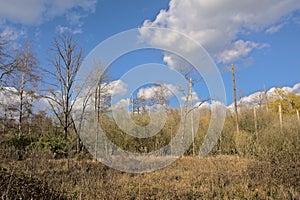 Spring forest in the flemish countryside