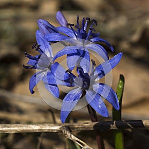 Spring forest flower
