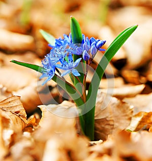 Spring forest flowers