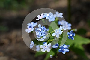 Spring forest flowers. Myosotis. Light blue Forget me not flowers