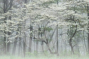 Spring Forest in Fog with Dogwood