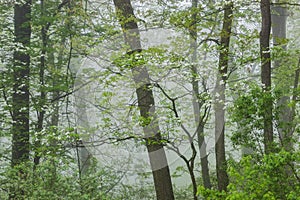 Spring Forest in Fog with Dogwood