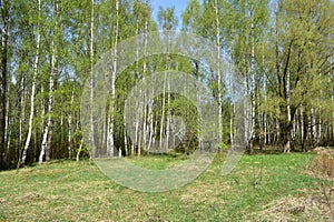 Spring forest. In the forest area. The first foliage. Birch grove. Blue sky