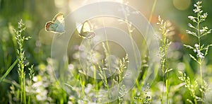 spring forest glade with flowering grass and butterflies on a sunny day back lighting, high key banner copy space