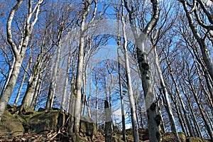 Spring forest and gray bark of beech trees