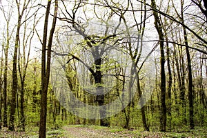 spring forest. green fresh spring forest with trees with young green leaves and old majestic oak