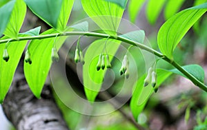 In the spring forest grows multifloral plant Polygonatum multiflorum