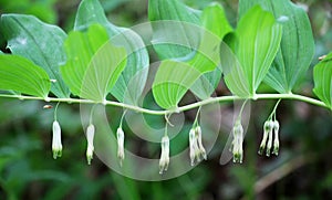 In the spring forest grows multifloral plant Polygonatum multiflorum