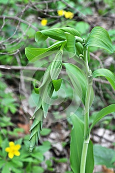 In the spring forest grows multifloral plant Polygonatum multiflorum