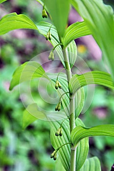 In the spring forest grows multifloral plant Polygonatum multiflorum