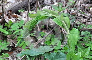 In the spring forest grows multifloral plant Polygonatum multiflorum