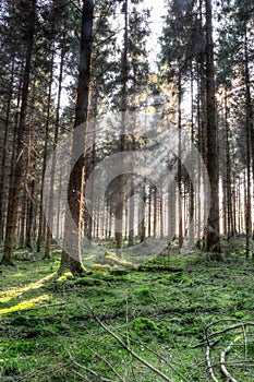 Spring forest HDR B