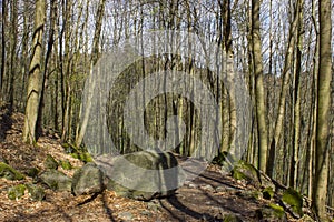 Spring Forest Hiking trail Rheinsteig in Siebengebirge Germany