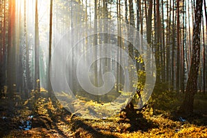 Spring forest landscape