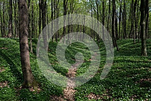 Spring Forest Landscape With Blooming White Anemone and Trail