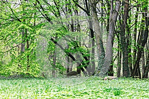 Spring forest landscape with fresh greenery foliage and green ivy