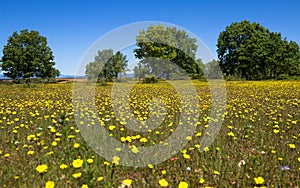 Spring Prairie upholstered with yellow flowers and scattered trees