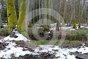 spring forest landscape. old forest in the swamp. Thick trunks of trees covered with moss. Mostly on the green grass lies dirty