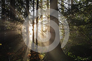 Spring forest landscape, seasonal nature view, green trees sun rays morning. Light shining down in nature