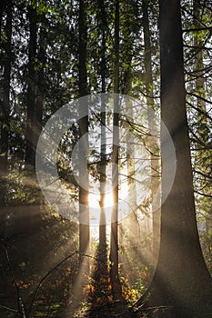 Spring forest landscape, seasonal nature view, green trees sun rays morning. Light shining down in nature