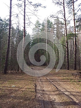 Spring forest landscape with tall pine trees. dirt road in a pine forest in early spring