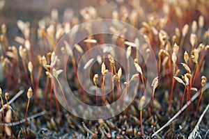 Spring forest life. Abstract composition with moss flowers.