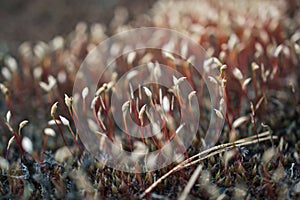 Spring forest life. Abstract composition with moss flowers.