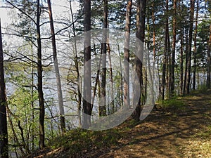 Spring forest with river