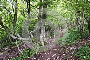 Spring forest in Monte-Cucco
