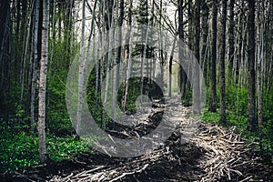 Spring in the forest. Muddy forest road made of tree branches. Lithuania