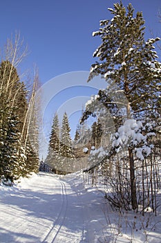 Spring forest in the North