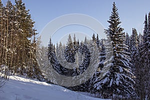 Spring forest in the North